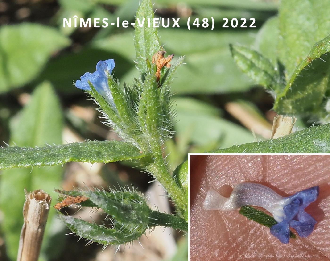 Bugloss, Field flower